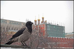 118- Un corbeau freux gardant le palais du Kremlin.