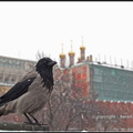 118- Un corbeau freux gardant le palais du Kremlin.